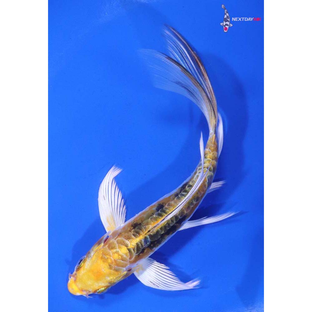 6” Imported Heisei Nishiki Butterfly Koi
