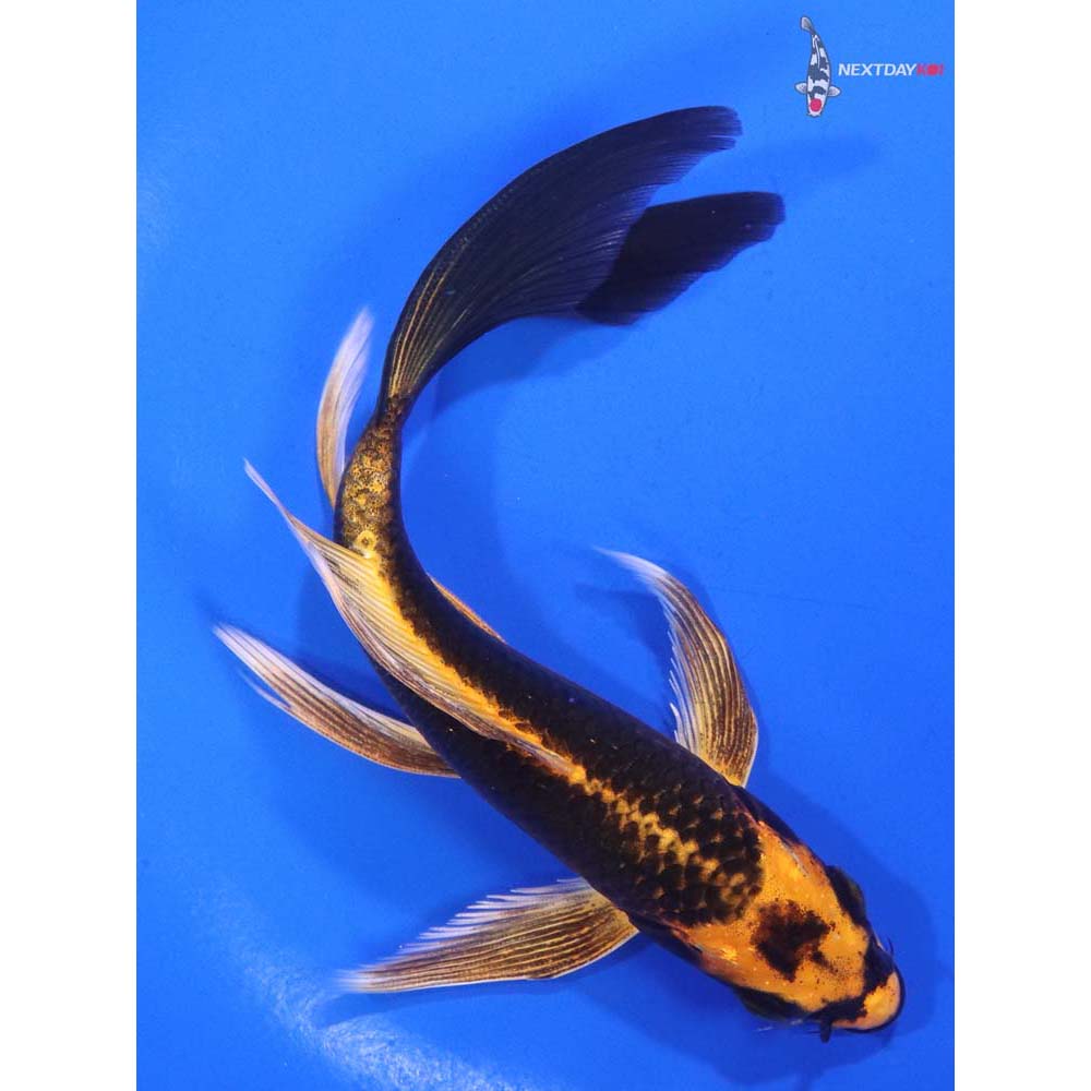 6” Imported Orenji Matsuba Butterfly Koi