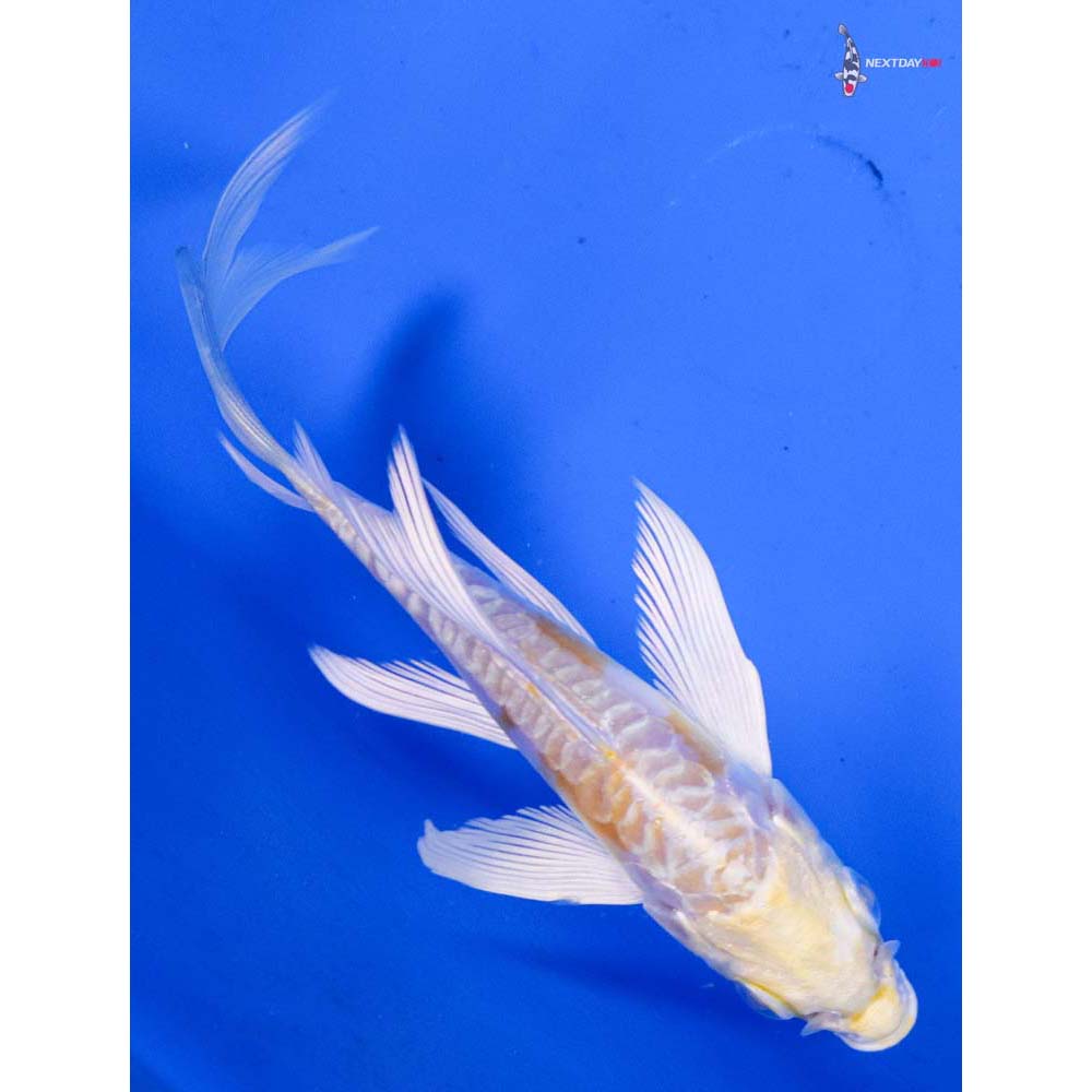 4” Imported Doitsu Lemon Hariwake Butterfly Koi