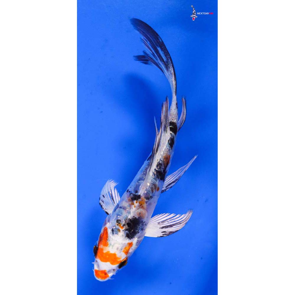 4.5” Imported Heisei Nishiki Butterfly Koi