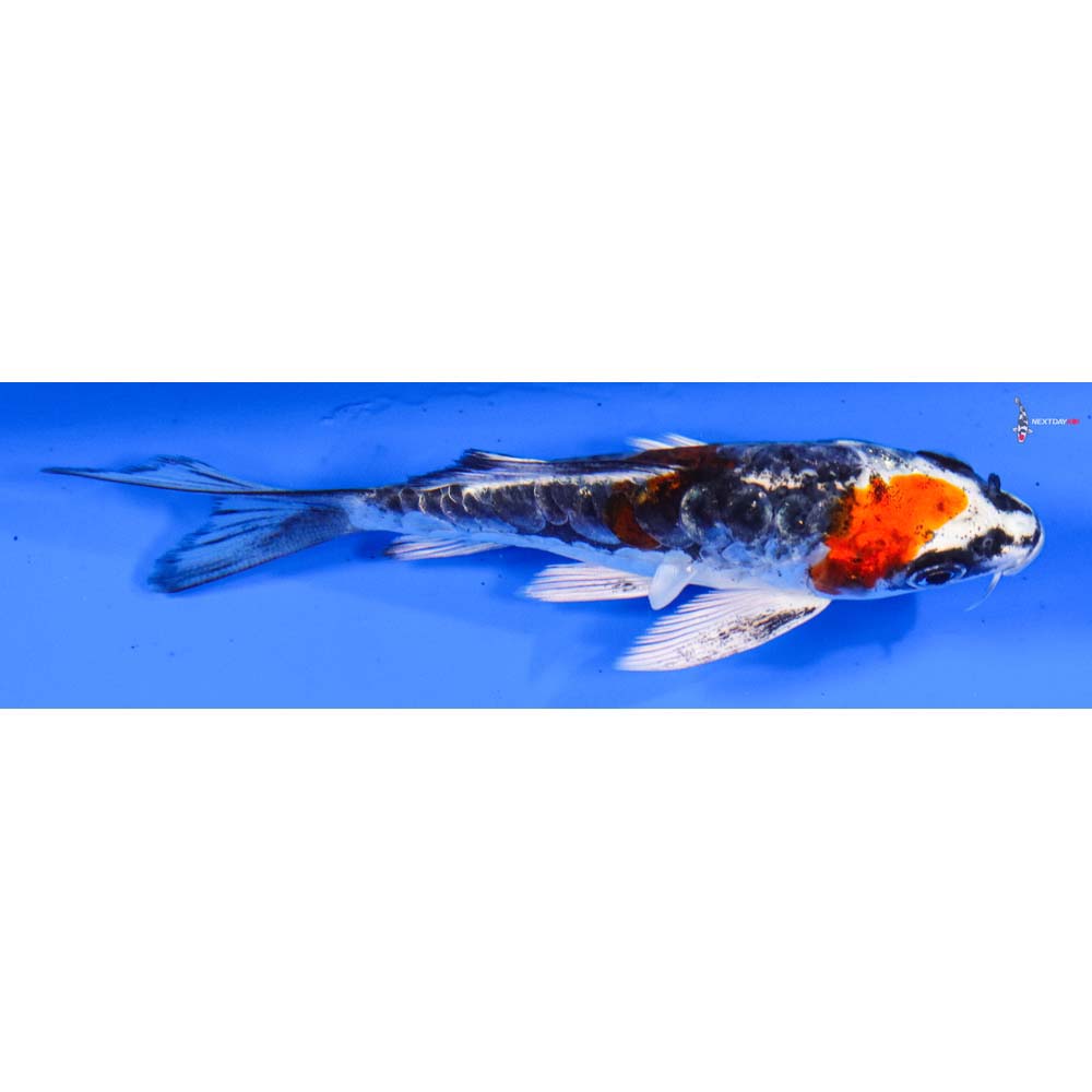 4” Imported Doitsu Kujaku Butterfly Koi