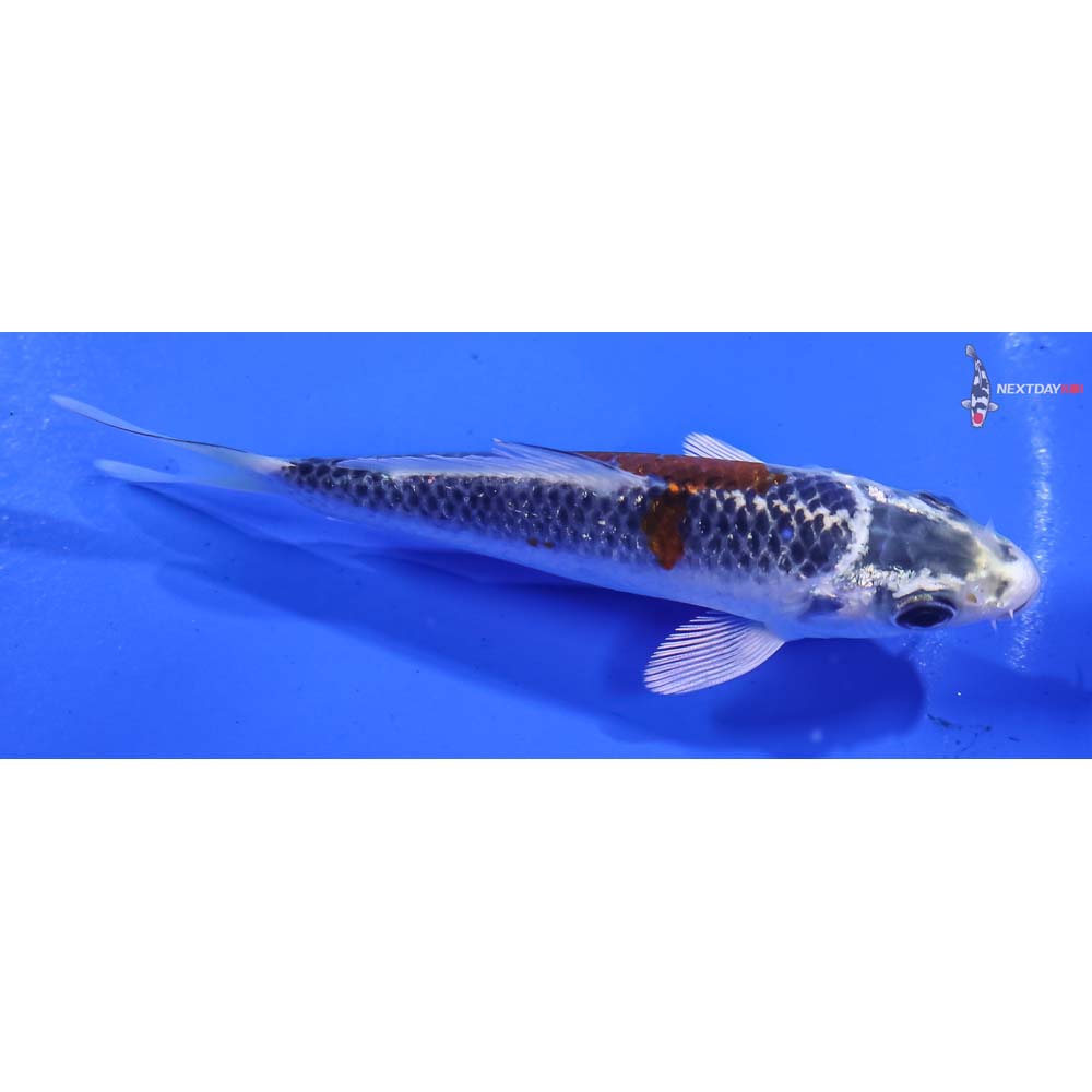 4” Imported Kujaku