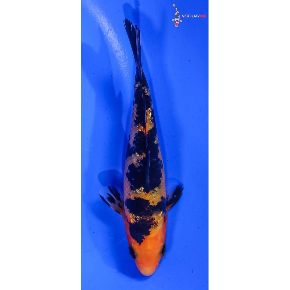 4” Imported Aka Bekko