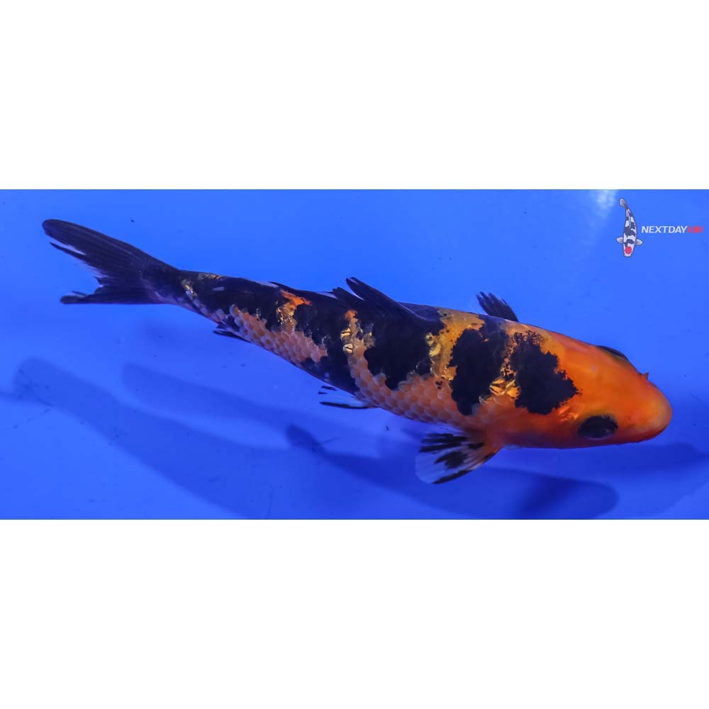 4” Imported Aka Bekko