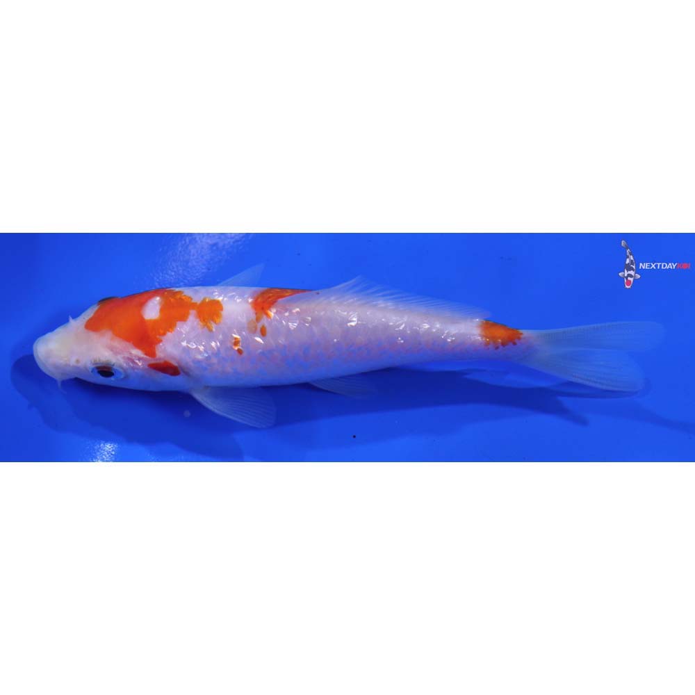 4” Imported Gin Rin Kohaku