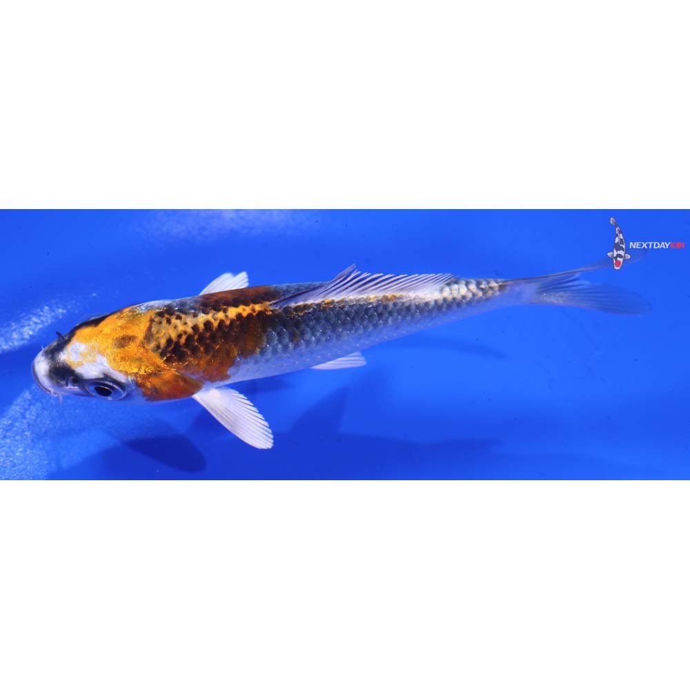 4” Imported Kujaku