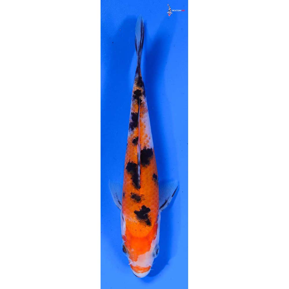 5” Imported Sanke