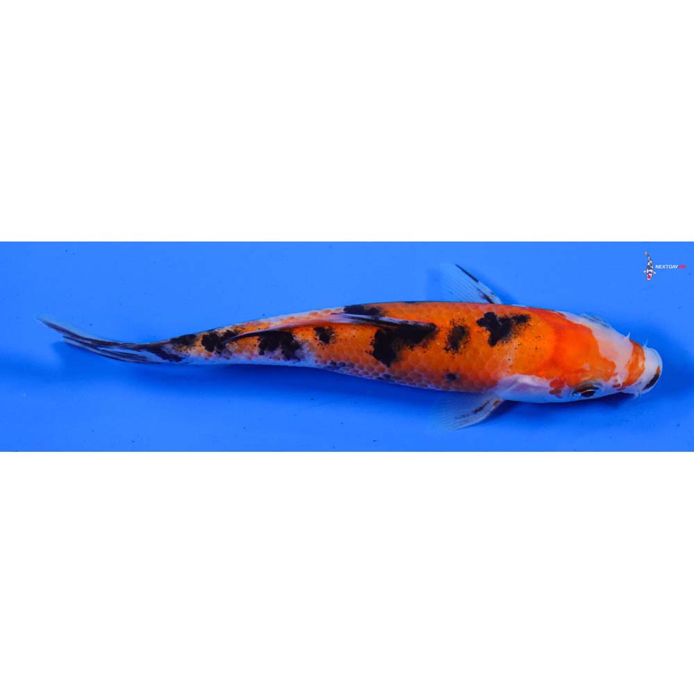 5” Imported Sanke