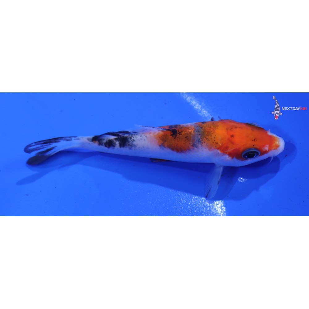 3.5” Imported Sanke