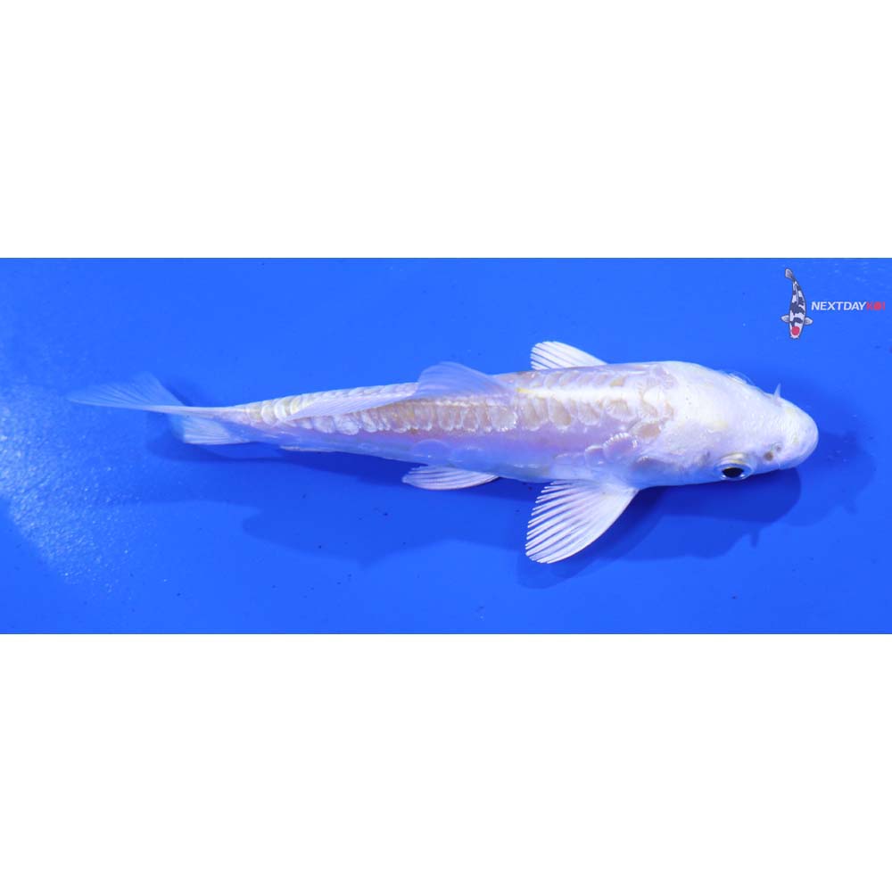 3.5” Imported Doitsu Lemon Hariwake