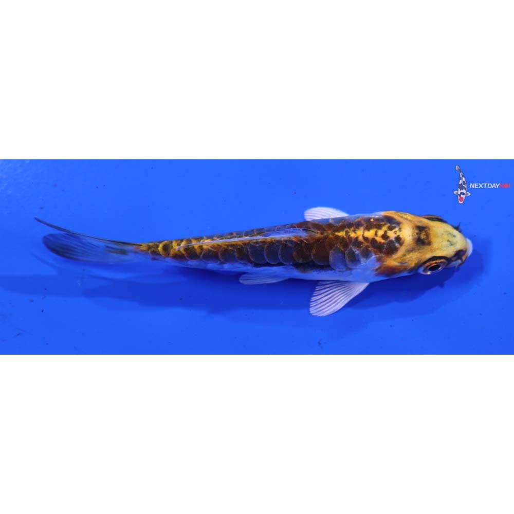 3.5” Imported Kin Kikokuryu