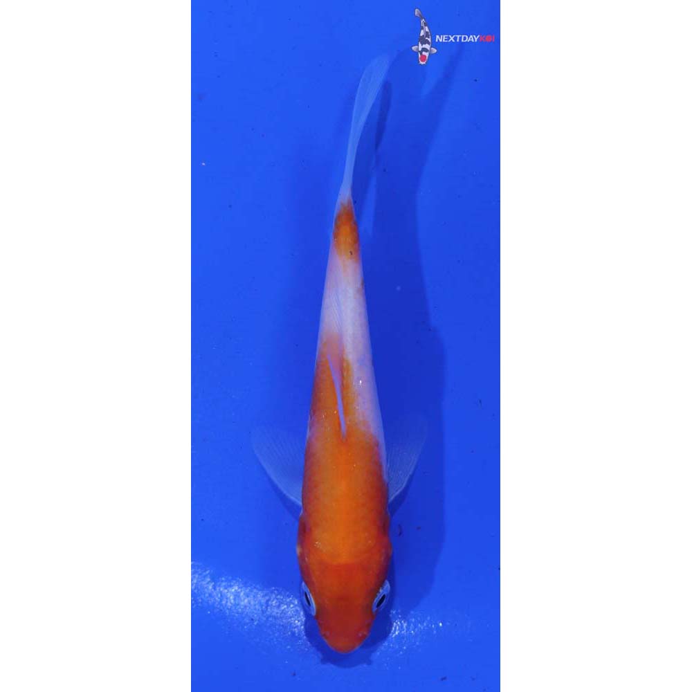 3.5” Imported Kohaku
