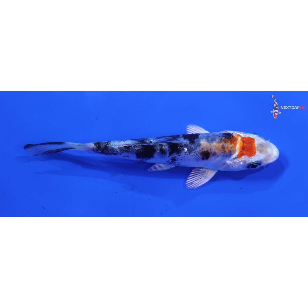 3” Imported Heisei Nishiki