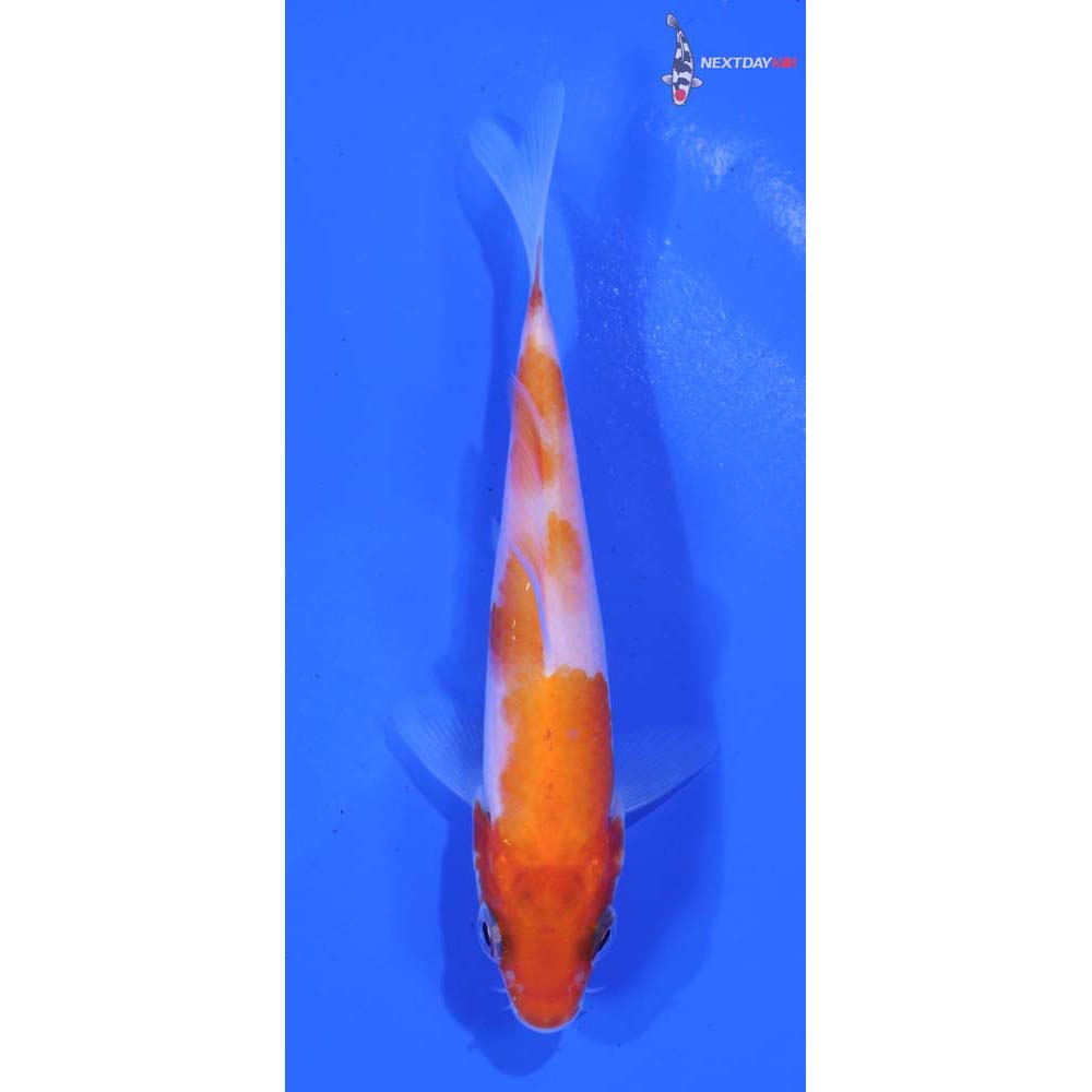 3.5” Imported Kohaku