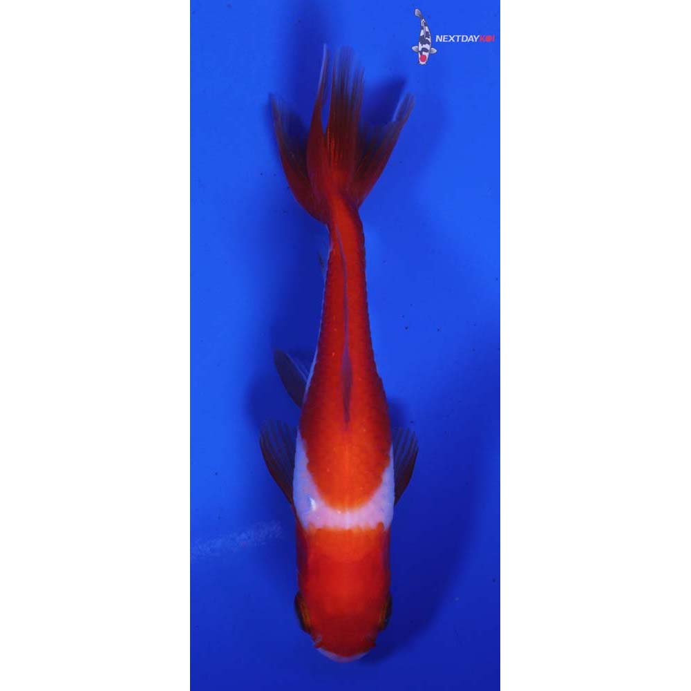 3.5” Imported Red and White Wakin
