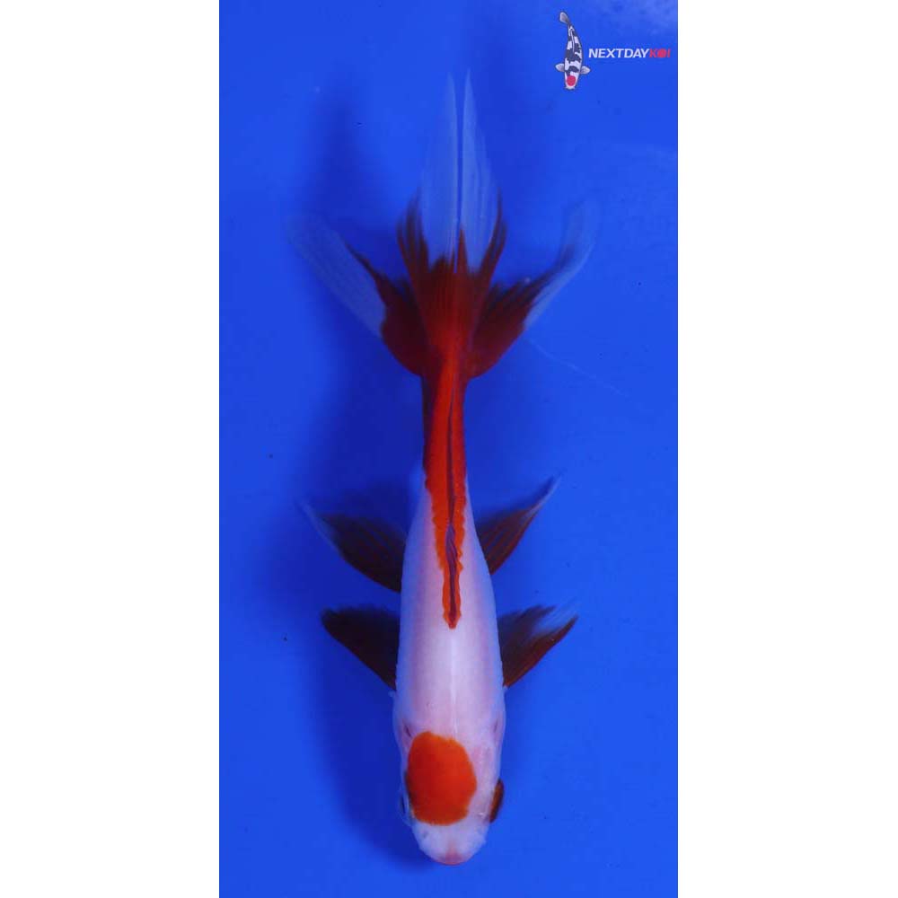 3.5” Imported Red and White Wakin