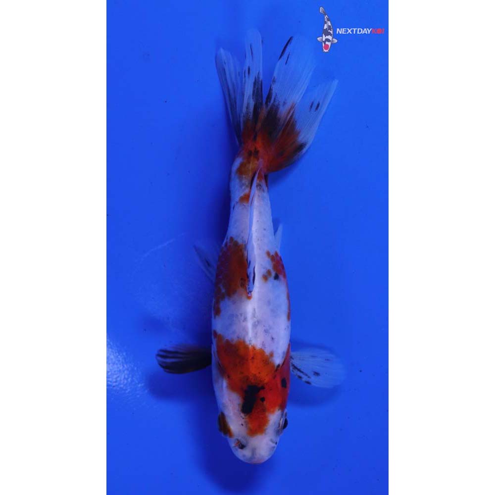 3.5” Imported Calico Wakin