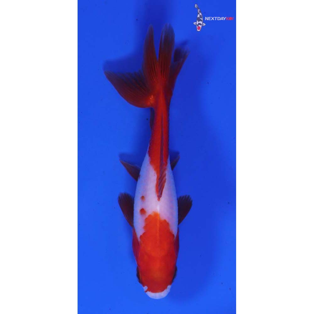 3.5” Imported Red and White Wakin