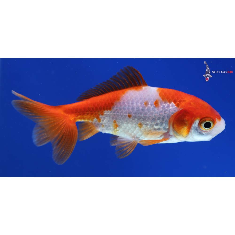 3.5” Imported Red and White Wakin