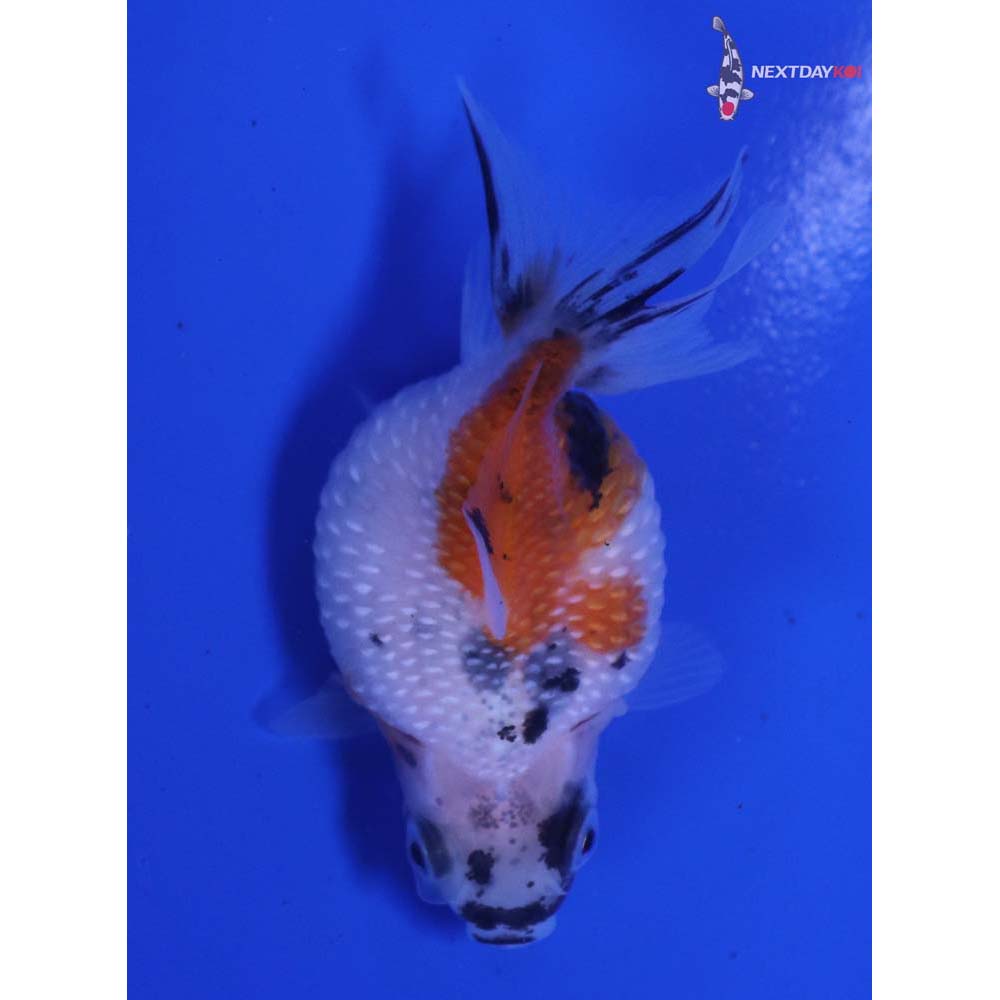2.5” Imported Calico Pearlscale