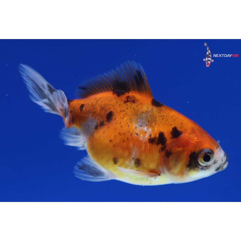 2” Imported Calico Pearlscale