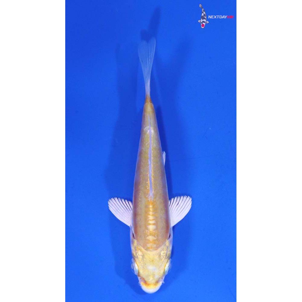 3” Imported Doitsu Lemon Hariwake