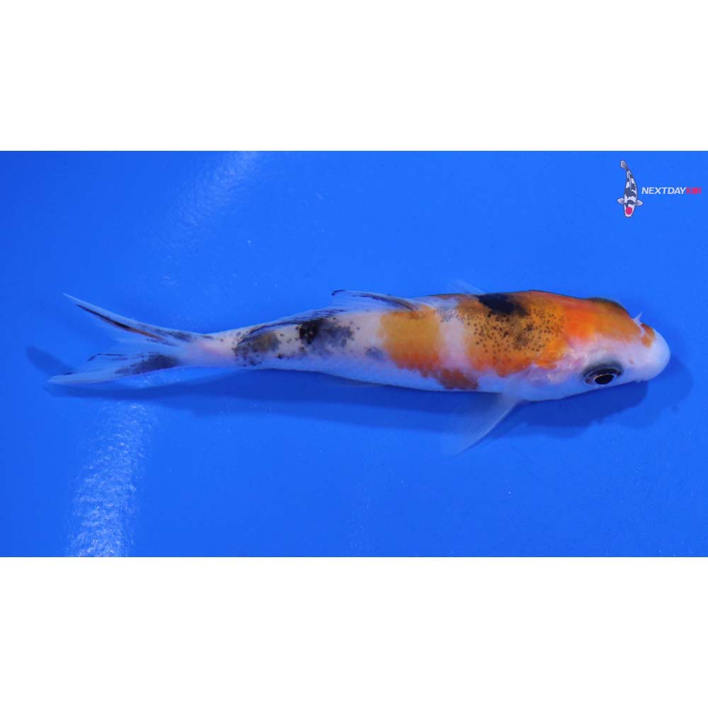 3” Imported Sanke
