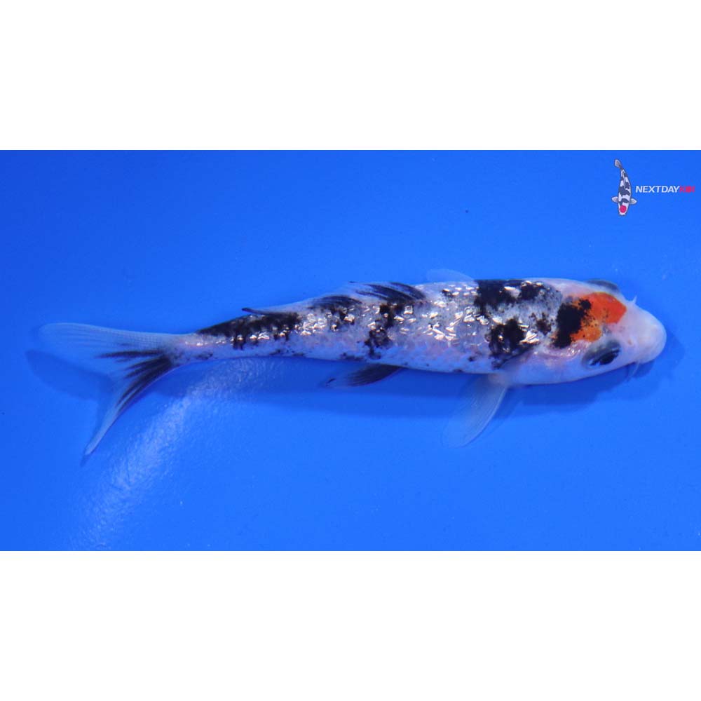 3.5” Imported Gin Rin Sanke