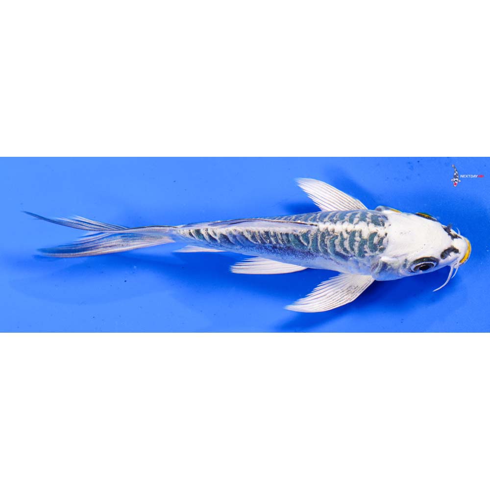 5” Imported Doitsu Kujaku Butterfly Koi