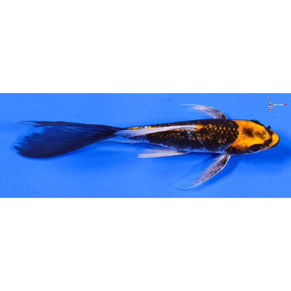 5” Imported Gin Rin Kujaku Butterfly Koi