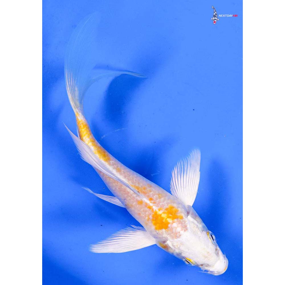 5” Imported Lemon Hariwake Butterfly Koi
