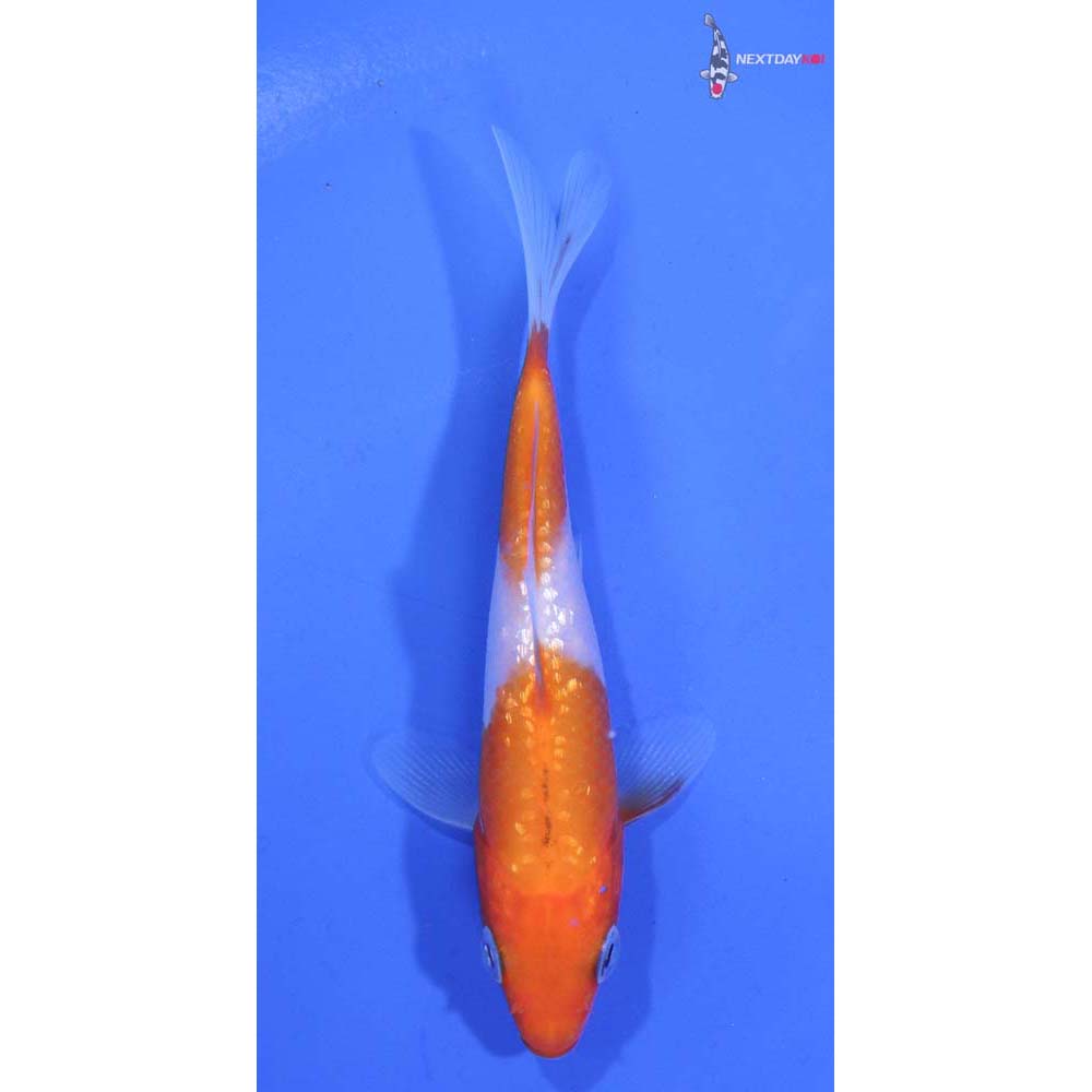 3.5” Imported Gin Rin Kohaku