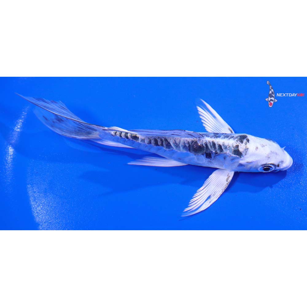 4.5” Imported Doitsu Gin Matsuba Butterfly Koi