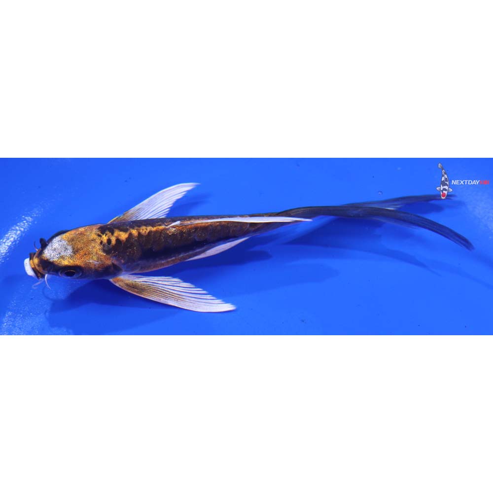 4.5” Imported Kin Kikokuryu Butterfly Koi