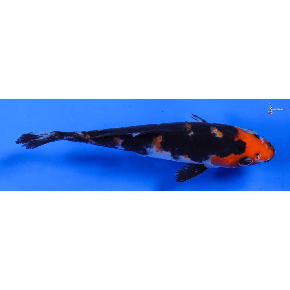 5” Imported Sanke