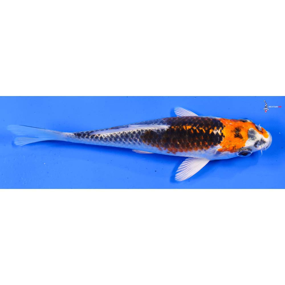 5” Imported Kujaku