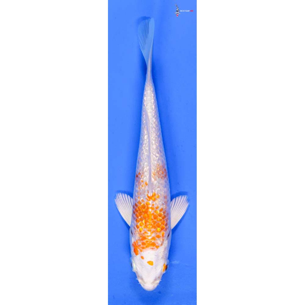 5.5” Imported Gin Rin Hariwake