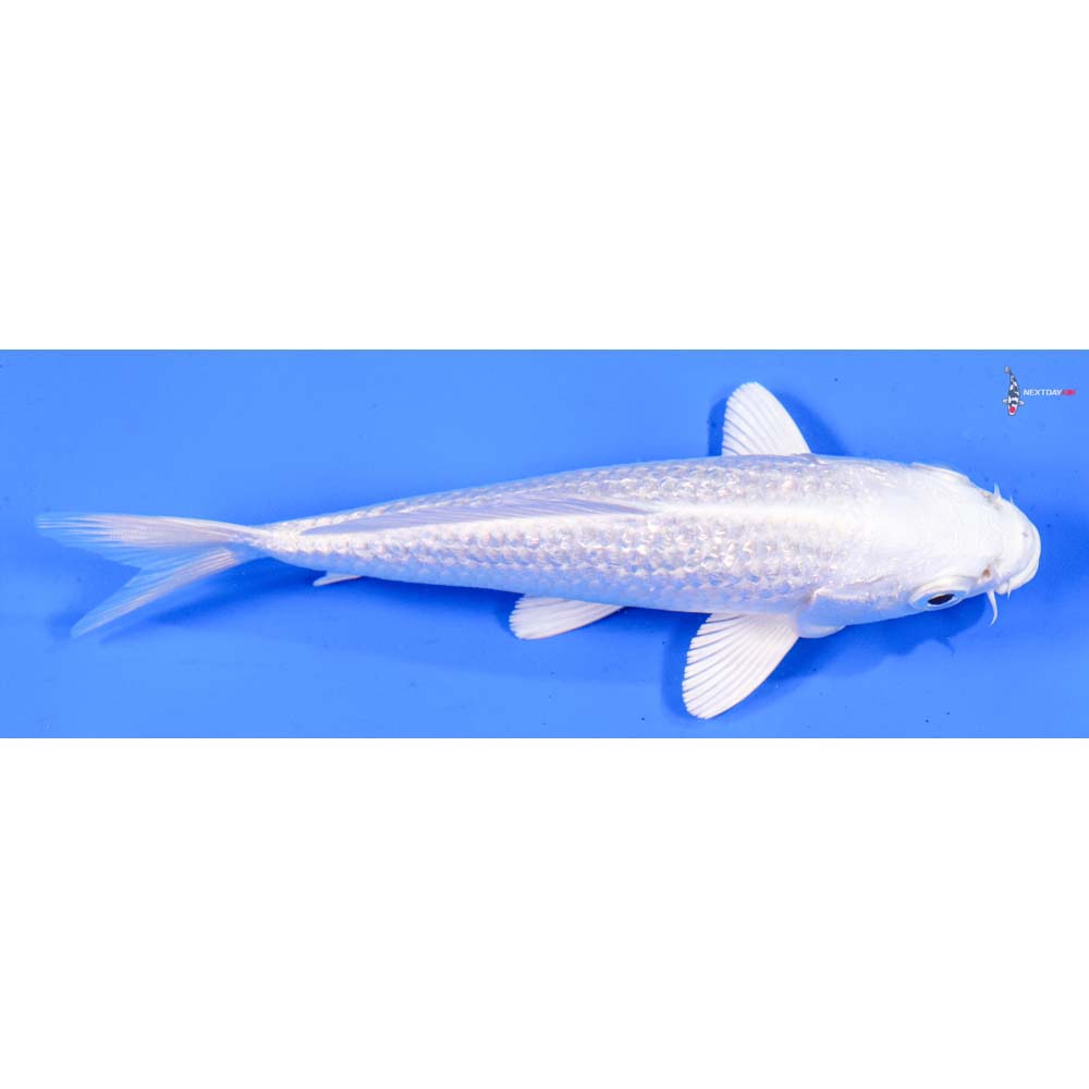 5.5” Imported Gin Rin Platinum Ogon