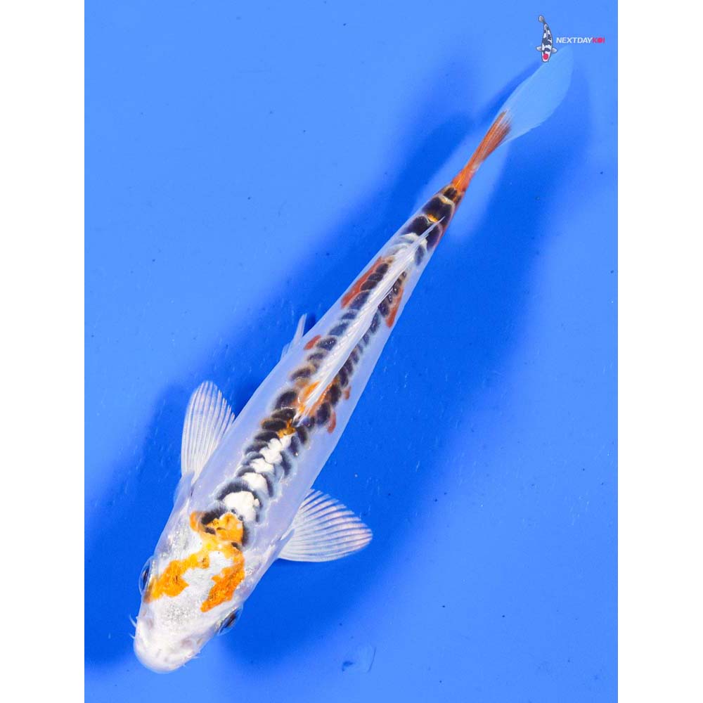 5” Imported Doitsu Kujaku