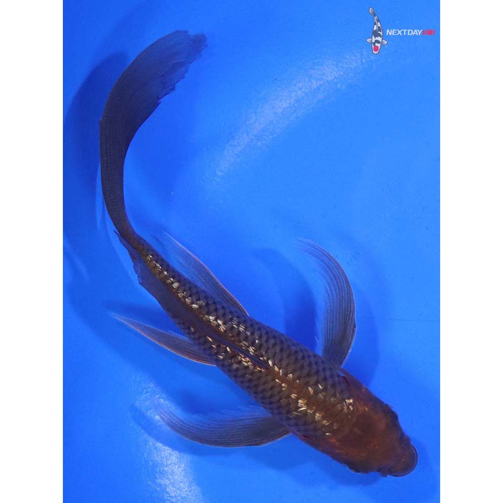 5” Imported Gin Rin Chagoi Butterfly Koi