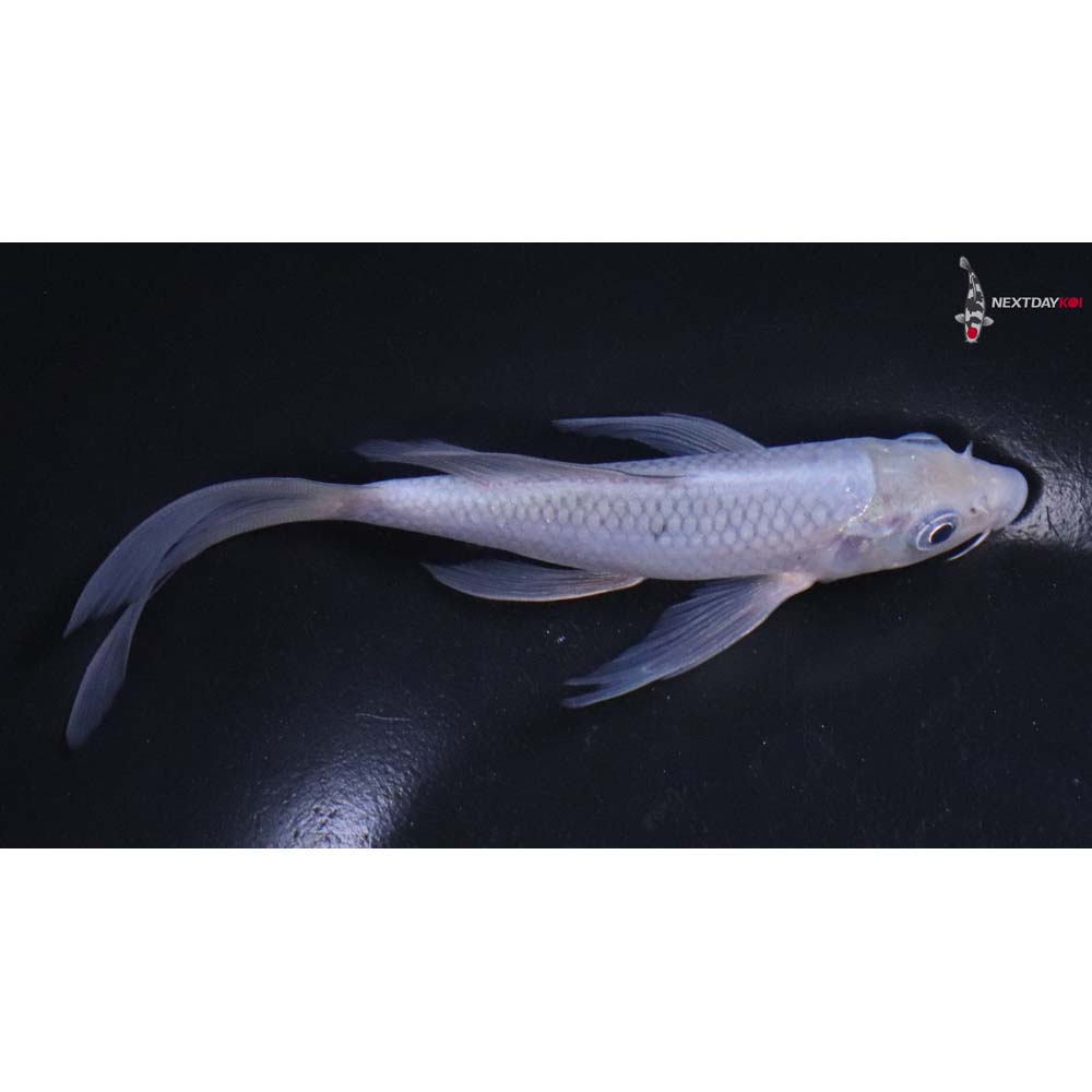 5.5” Imported Soragoi Butterfly Koi