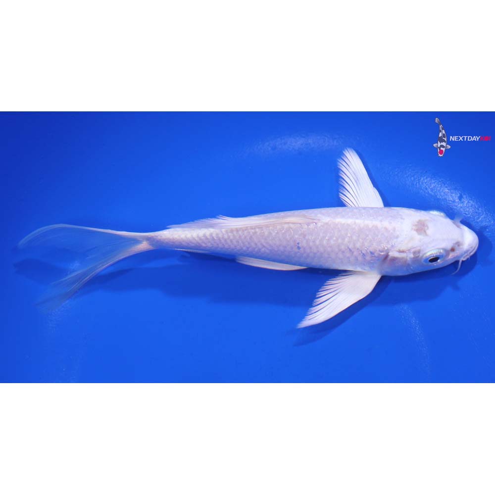 5.5” Imported Platinum Ogon Butterfly Koi
