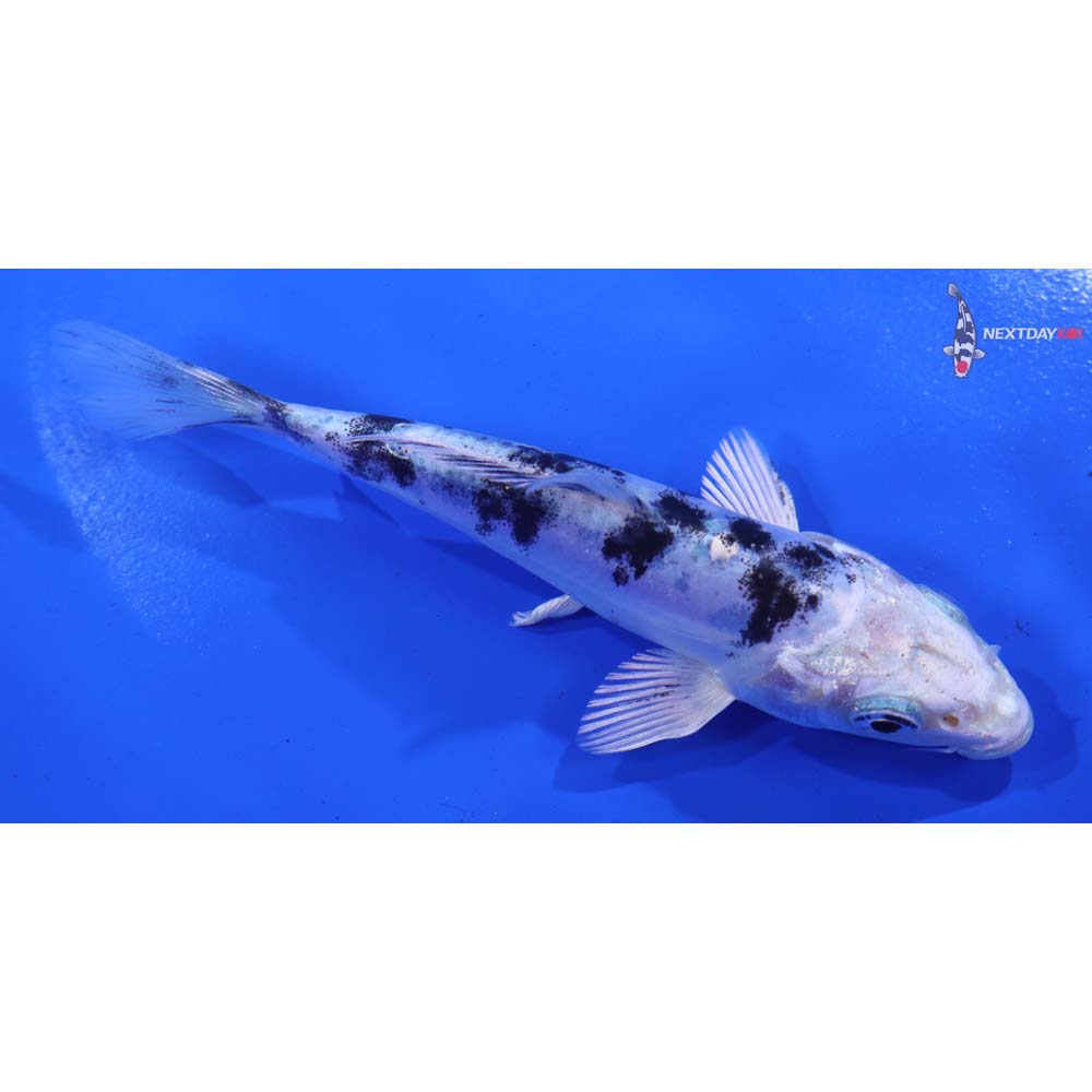 5” Imported Doitsu Gin Shiro Bekko