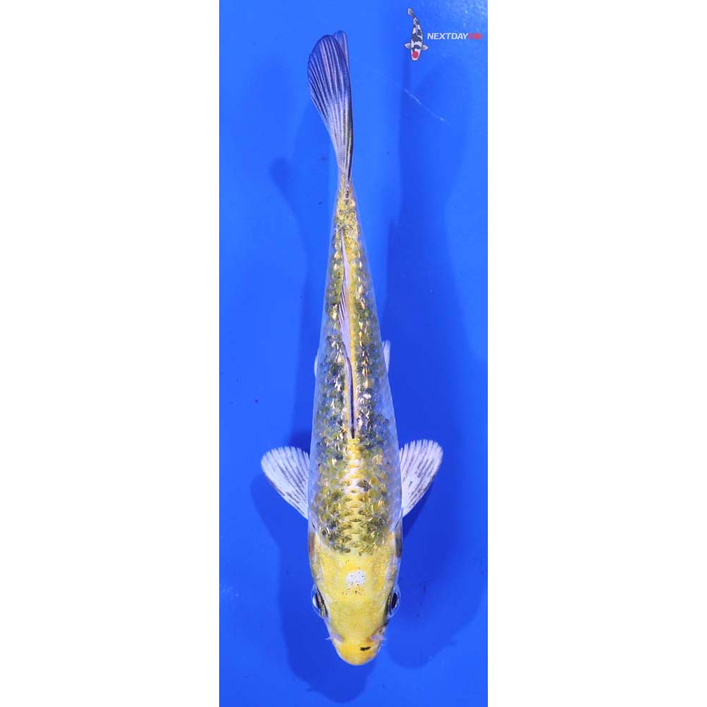 5” Imported Gin Rin Yamato Nishiki