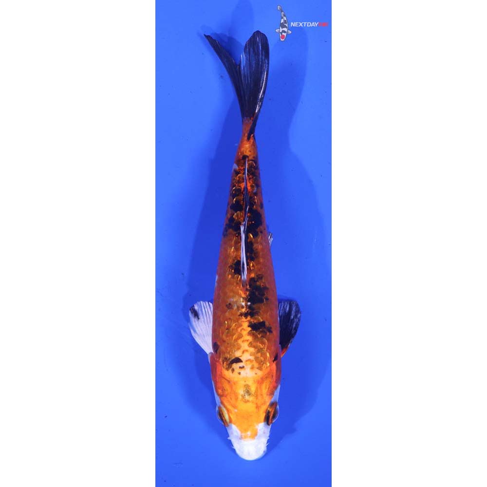 4.5” Imported Yamato Nishiki