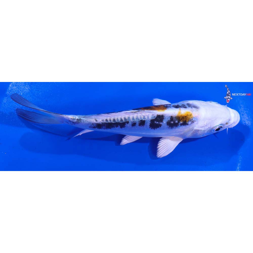 5.5” Imported Heisei Nishiki