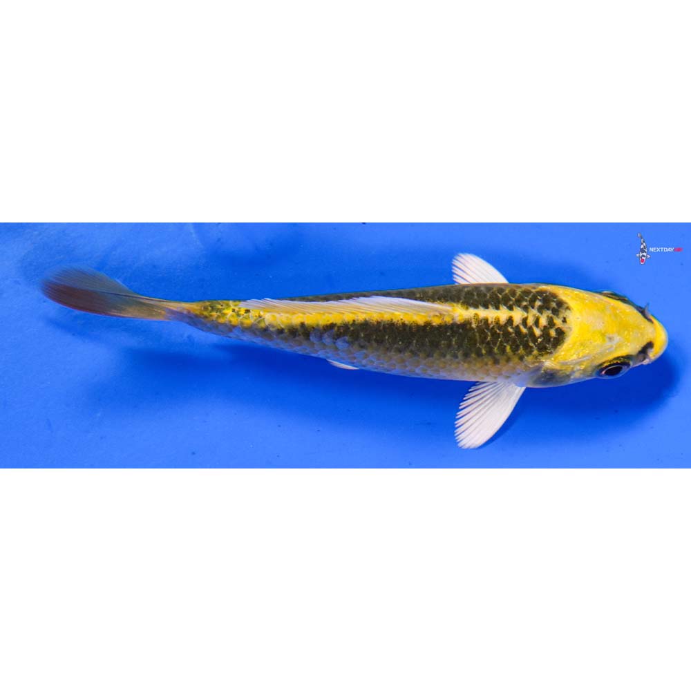 3.5” Imported Ki Matsuba