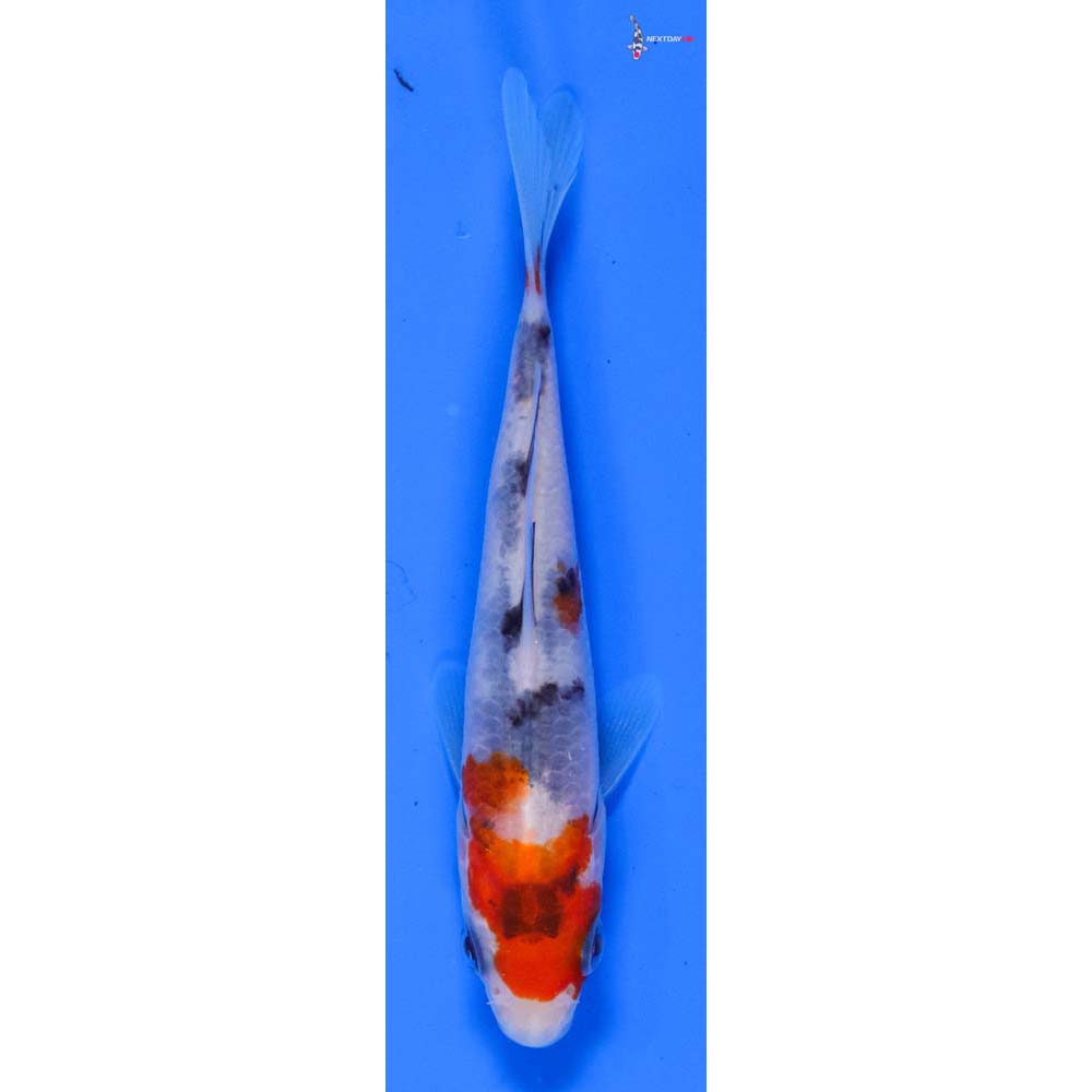 3.5” Imported Sanke
