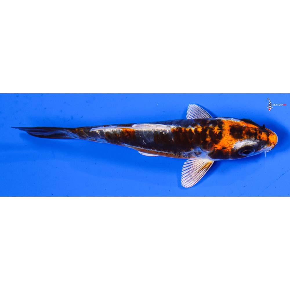3.5” Imported Kin Kikokuryu