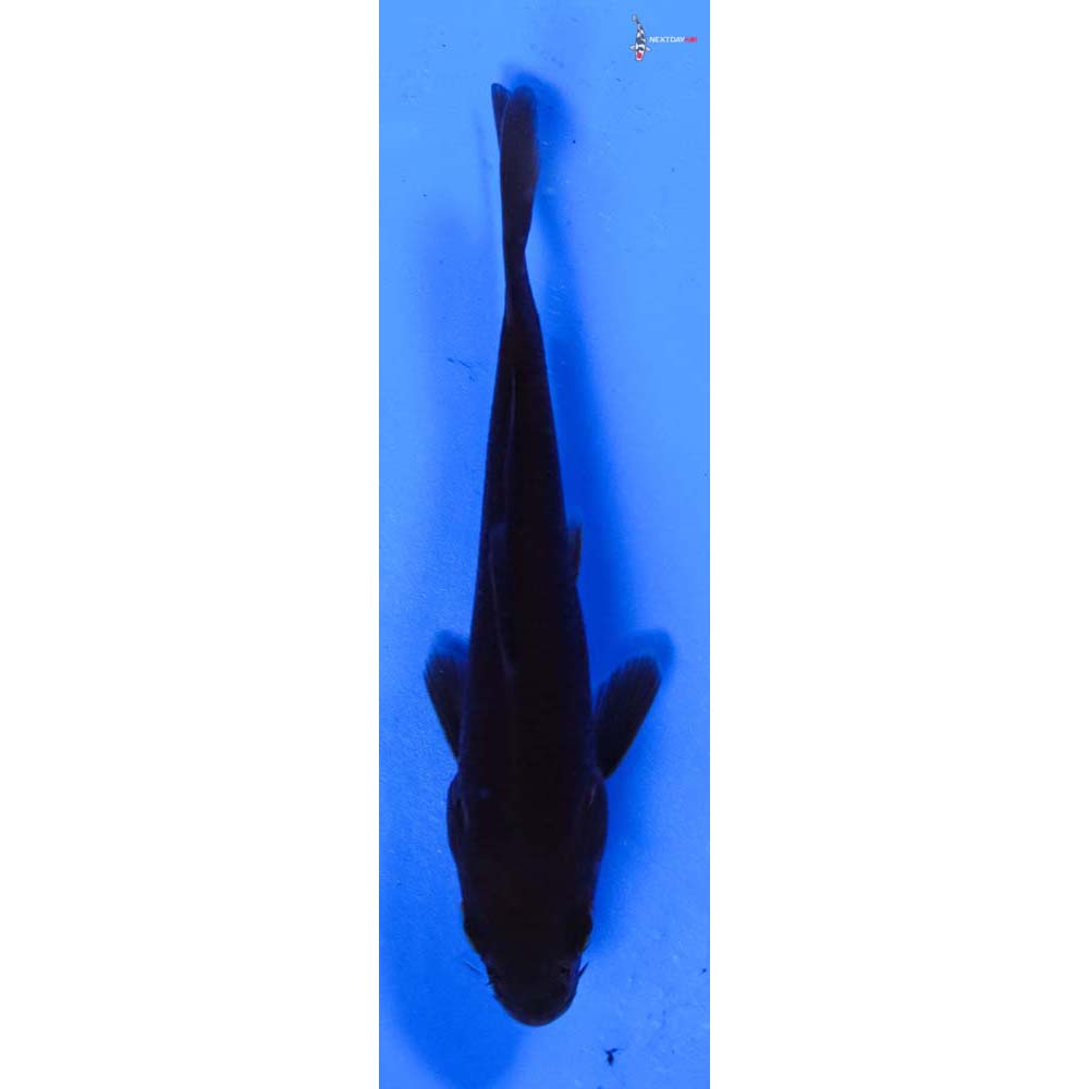 3.5” Imported Chagoi